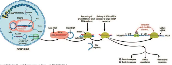 Figure 1. Mechanisms of microRNA maturation 