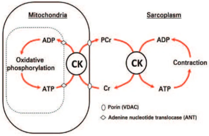 Figure 1. Phosphocreatine “shuttle” system 