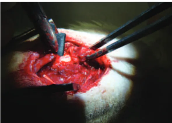 Figure 3. Placement of the silicon mesh over the spinal cord lesion