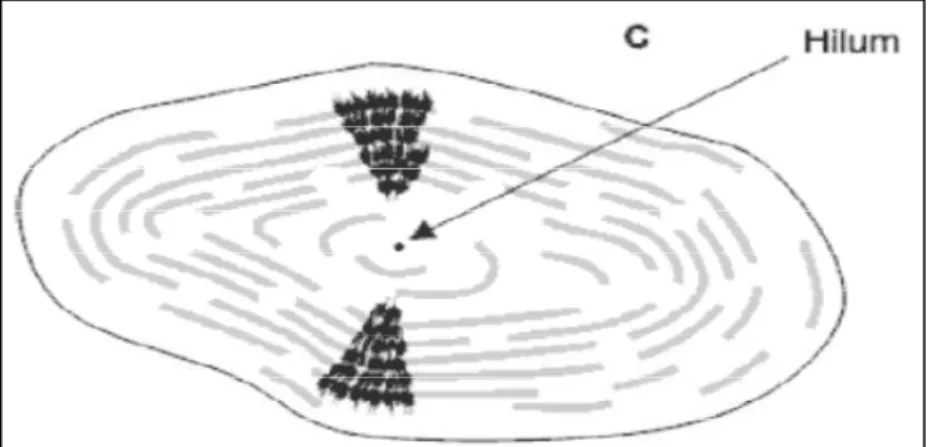 Figura 3.6 – Modelo de estrutura interna do grânulo de amido.  Fonte: DERNARDIN &amp; SILVA (2009)