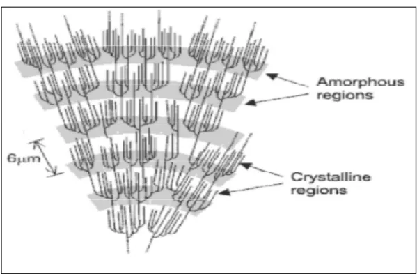 Figura 3.7 - Regiões amorfas e cristalinas da amilopectina.  Fonte: DERNADIN &amp; SILVA (2009)