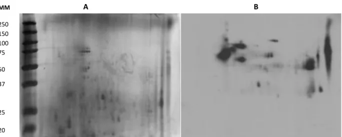 Figura  5:  (A)  Gel  de  eletroforese  bidimensional  de  extracto  de  Leishmania  infantum  ao  qual  foi  induzida a nitrosilação segundo o protocolo de Biotin-Switch