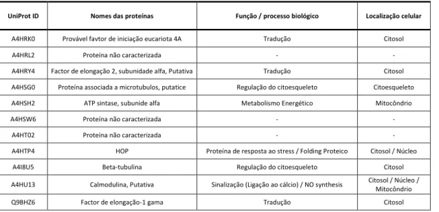 Tabela  3  –  Nome,  função/processo  biológico  e  localização  celular  das  proteínas  S-nitrosiladas  identificadas por nanoLC-MS (versão resumida da tabela em anexo) 