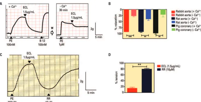 Figure 4. Representative tracings showing the effect of extract of Combretum leprosum (ECL; 1.5µg/mL) on the isometric tension developed by rings of rabbit thoracic  aorta pre-constricted with phenylephrine (PE), in A, in the presence (+ Ca 2+ ) or absence
