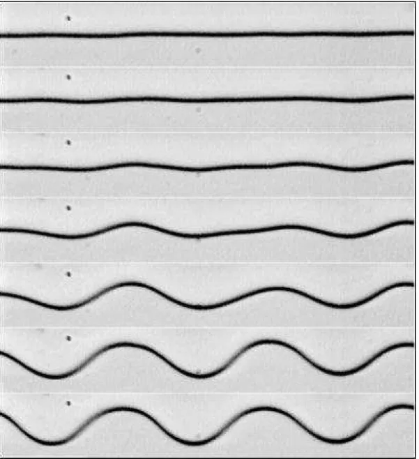 Figura 2.7 : Evolu¸c˜ao de um padr˜ao celular em um experimento de solidifica¸c˜ao direcional de um cristal l´ıquido