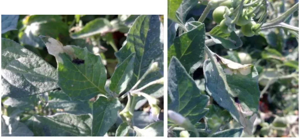 Figura 5. Folhas de Solanum nigrum com sintomas de Tuta absoluta no campo de tomate (originais  da autora)