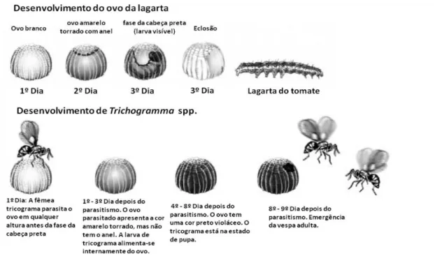 Figura 15. Desenvolvimento da lagarta do hospedeiro versus desenvolvimento de Trichogramma  spp