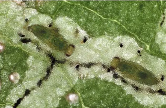 Figura 18. Duas pupas de Diglyphus isaea dentro da mina da larva mineira (Bio-Bee, 2007)