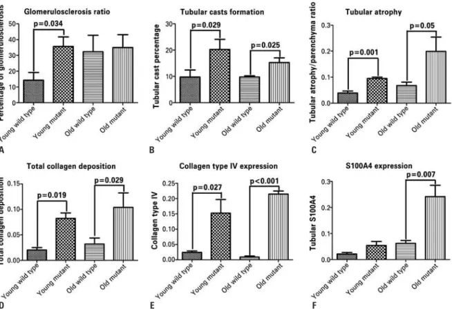 Figure 1. Analysis of renal fibrosis in the Immpl2 mutant mice and wild type controls