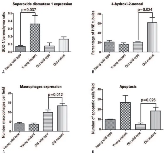 Figure 3. Analysis of superoxide dismutase 1 (SOD-1), 4-hydroxynonenal (4-HNE), CD68-positive cells, and apoptotic cells in the kidney of Immpl2 mice and wild type  controls