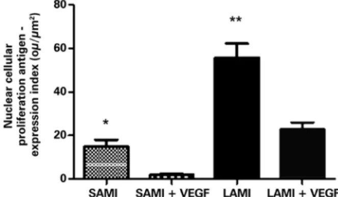 Figure 3. Expression of the nuclear cellular proliferation antigen in infarcted  animals submitted or not to treatment with VEGF 165 