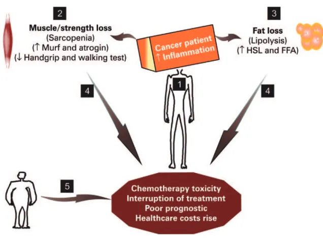 Figure 1. Cancer sarcopenic patient and mechanisms that underlying the chemotherapy-mediated toxicity
