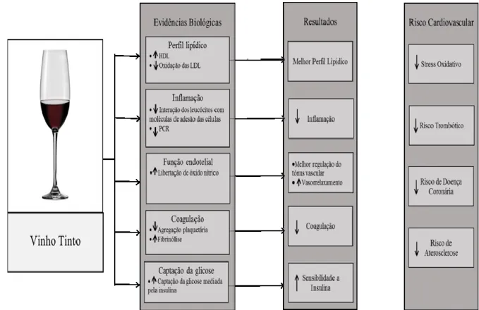 Figura 6 - Representação dos mecanismos biológicos da ingestão de vinho tinto  Fonte: Adaptado Haseeb et al