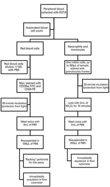 Figure 1. Standardized technical procedures for flow cytometry-based  paroxysmal nocturnal hemoglobinuria clone detection