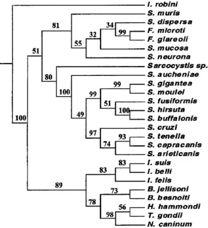 Figure 1. Phylogenetic tree based on 18S rDNA sequences. 