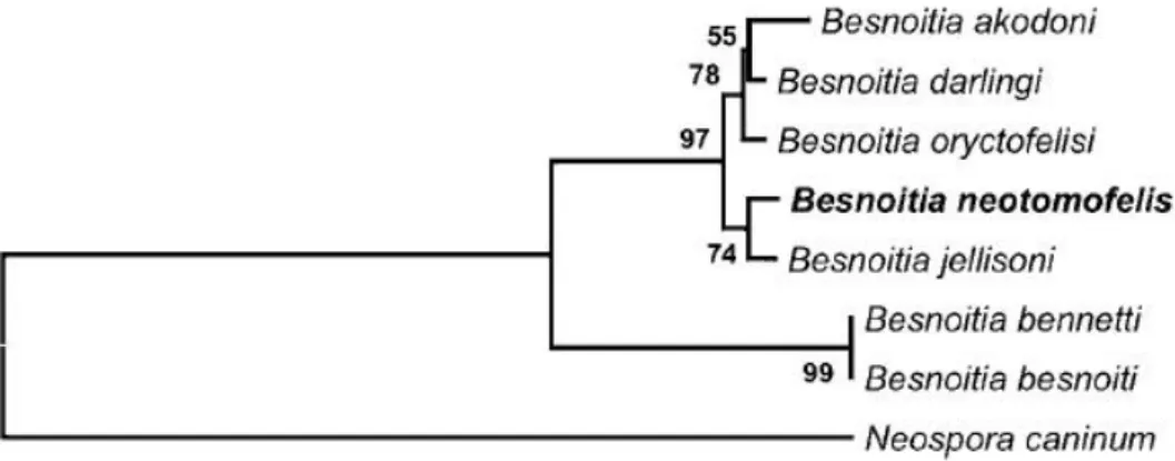 Figure  3.  Phylogenetic  tree  based  on  ITS1  region  sequences  of  Besnoitia  neotomofelis and related organisms