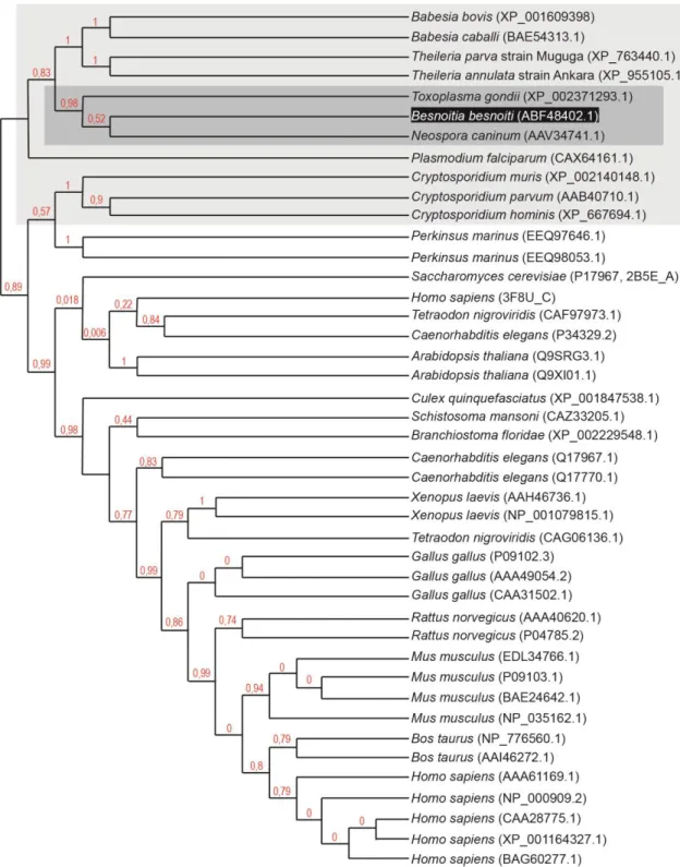 Figure 11. Mid-point rooting cladogram tree for PDI amino acid sequence. 