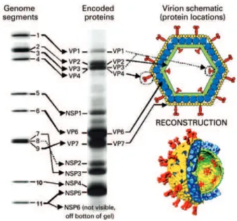 Figure 1. Schematic representation of the structure of a simian rotavirus particle  (SA11)