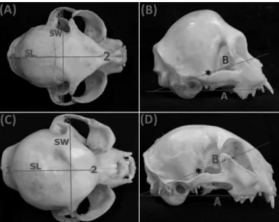 Figure  1.  Dorsal macrophotograph  of  cat  skulls  with  short  (A)  and  long  (C)  snout  showing  reference  anatomical  points  and  linear    measurements