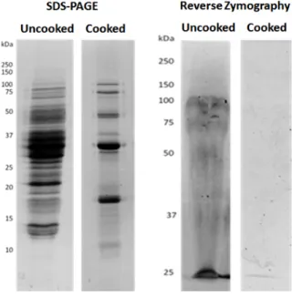 Figure 2. Cooked and uncooked protein extracts present MMPI activity. Representative images of the  polypeptide  distribution  between  Glycine  max  seeds  uncooked  or  cooked,  and  visualized  by: 