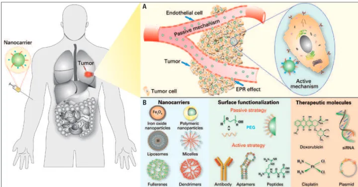 Figure 1. Nanocarriers for cancer treatment. (A) Nanocarriers can be accumulated in the tumor through a passive mechanism known as EPR effect, because of the  increased vascular permeability in the tumor region
