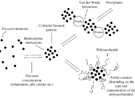 Fig. 4- Model of the colloidal properties of flavanols (tannins) (Saucier, 1997) 