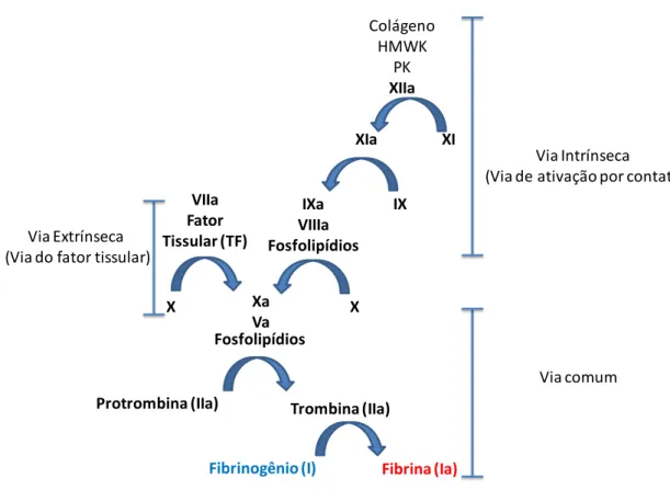 Figura  2.  Representação  esquemática  da  cascata  de  coagulação.  A  via  extrínseca  tem  início  pela  interação do fator tissular (TF) com o FVIIa e a via intrínseca através do contato entre cininogênio de alto  peso molecular (HMWK) e pré-calicreín