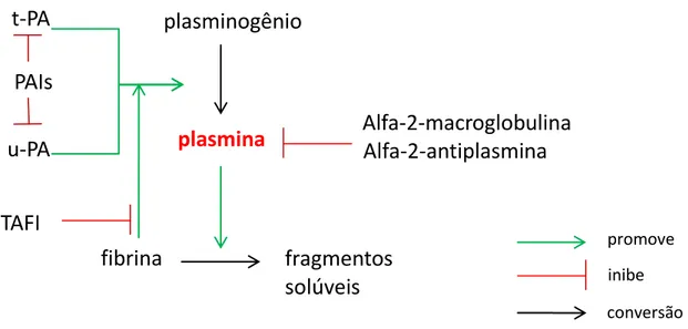 Figura 4. Representação esquemática dos principais aspectos do  sistema fibrinolítico