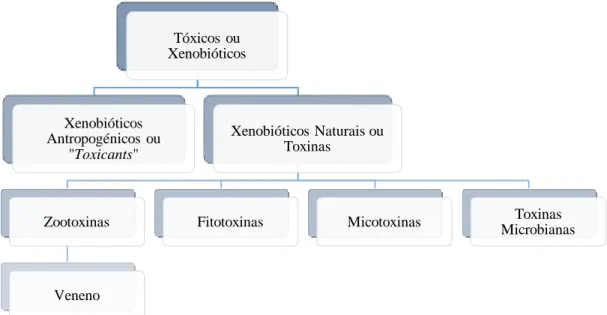 Figura 1 - Tipificação de Xenobióticos (adaptado de Klaassen et al., 2013) 