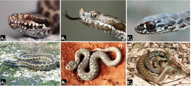 Figura  3  -  As  três  espécies  de  cobras  venenosas  em  Portugal  [fotografias  cedidas  por  Armando  Caldas  (A1  e  B1),  José  Artur  (A2),  Marta  Borges  (B2),  André  Mestre  (C1)  e  Manuel Sampaio (C2)]