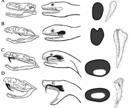Figura  4  -  Classificação  de  serpentes  de  acordo  com  o  tipo  de  dentição  (cedido  por  Bôto,  2016) 