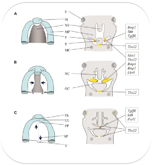 Figura  2.  Fases  críticas  do  desenvolvimento  do  lábio  e  palato.  Ilustrações  representando  secções  horizontais  e  coronais pareadas da cabeça do modelo rato