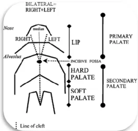 Figura 4. Representação esquemática do lábio e palato para explicação dos sistemas de classificação