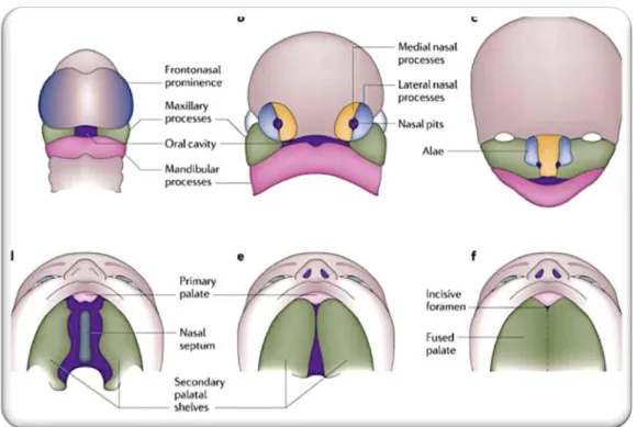Figura 1. Desenvolvimento embrionário do lábio e palato. (a-c) Desenvolvimento do lábio
