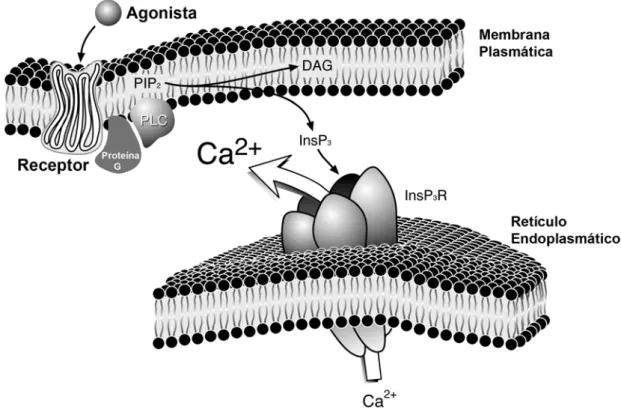 Figura 1: Mecanismo de ativação de InsP 3 Rs via receptores acoplados a proteína 