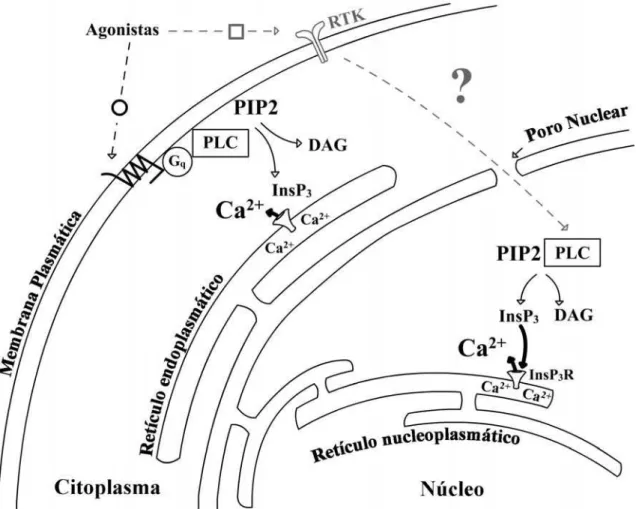 Figura 2. Sinalização de Ca 2+  no citoplasma e núcleo. Ca 2+  citoplasmático é elevado  quando PLC hidrolisa PIP 2  para formar InsP 3 , ao qual atual nos receptores de InsP 3  para 