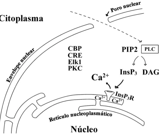 Figura 4. Ações múltiplas do Ca 2+  nuclear. Aumento do Ca 2+  dentro do núcleoplasma  regula a atividade de vários fatores de transcrição e cinases, como na figura e descrito  no texto