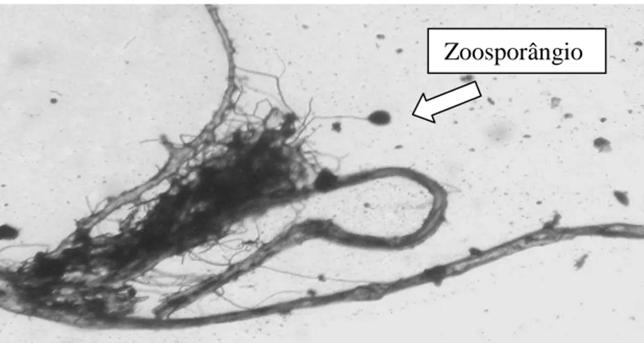 FIGURA 1  – Microscopia de fungo monocêntrico anaeróbio estrito do rúmen  de novilho de corte mantido em pastagem tropical lignificada (Objetiva - 40X)  Fonte: Abrão et al