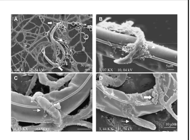 Figura  3  -  Elétron-micrografias  de  varredura  da  interação  entre  o  fungo  Duddingtonia  flagrans  e 