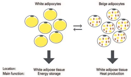 Figure 1. Differences among white, beige and brown adipocytes in relation to location and main function