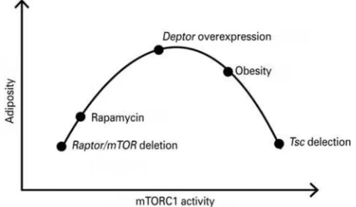 Figure 3. Association between mechanistic target of rapamycin complex 1  (mTORC1) activity and adiposity in different animal models
