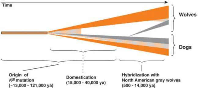 Figure  1:  Timeline  scenario  for  K  locus  evolution  in  dogs  and  wolves,  in  which  ancestral  k y