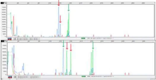 Figure  3:  Eletropherograms  of  the  sample  G1411  for  the  loci  C38  (blue)  and  REN247M23  (green)  (above)  and  VWFx  (blue),  PEZ06  (green)  and  FH3210  (green)  (below)
