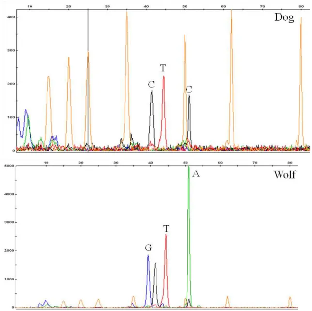 Figure 8: Electropherogram showing a dog (G1458) profile (left) and a wolf (SLIFE14-327)  profile (right)