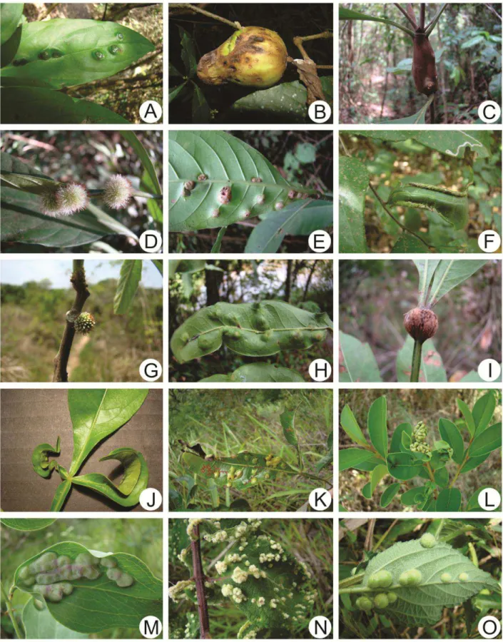 Figure 6. Morphospecies of galls of the ecological trails from PESV.  A-B) Piper arboreum (Piperaceae), C-D) 