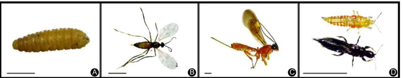 Figure  8.  Main  groups  of  galling  insects  at  the  PESV.  a)  Diptera:  Cecidomyiidae  larvae  found  in  gall  of 