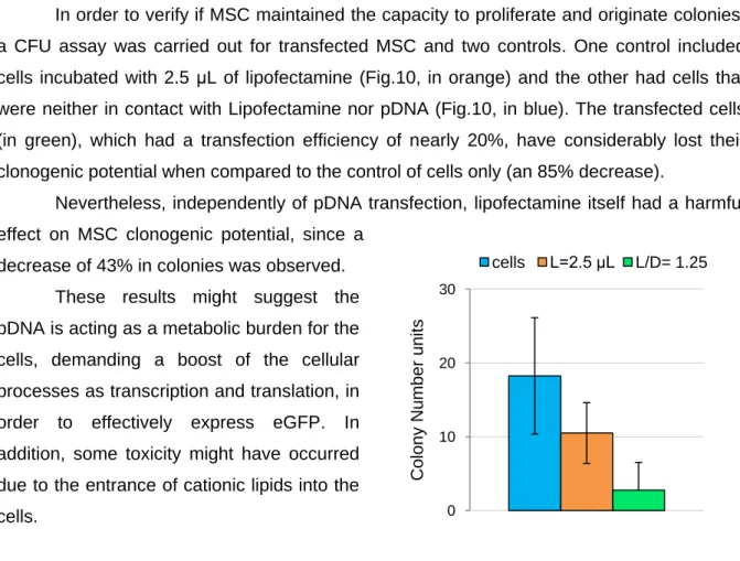 Figure 10: CFU assay of MSC after transfection (in green). Two different controls were assayed, cells which  have not been in contact with lipofectamine and pDNA (blue), and cells which have only been in contact with  lipofectamine (L=2.5 μL – orange)