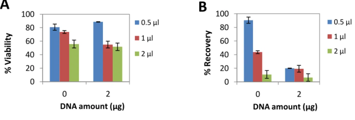 Figure 6: Effect of PolyMAG on BM-MSC   
