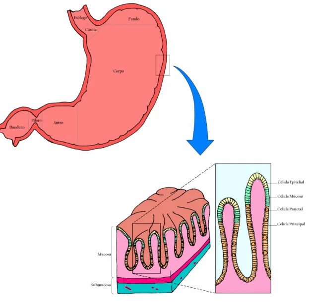 FIGURA  1.  Divisão  topográfica  das  regiões  anatômicas  da  mucosa  gástrica  e  estrutura  histológica da mucosa oxíntica normal (detalhe)