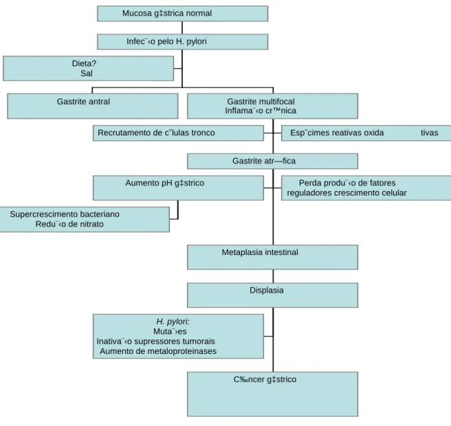 FIGURA  2.  Seqüência  das  alterações  histopatológicas  da  mucosa  gástrica  e  dos  fatores  relacionados  ao  desenvolvimento  do  adenocarcinoma  gástrico,  adaptado  de  Pelayo  Correa,  1992